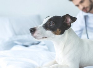 Mohou psi pomoci s panickými atakami?