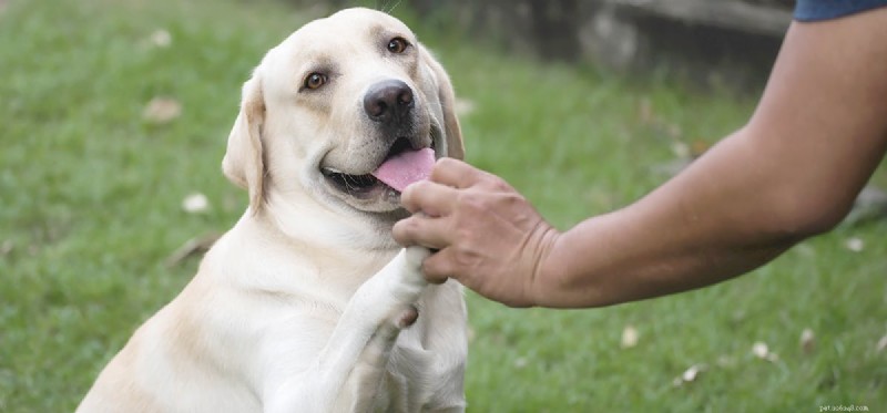 Kan hundar hjälpa till med panikattacker?