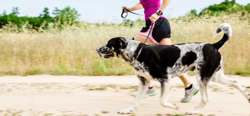 I cani possono aiutarti a perdere peso?