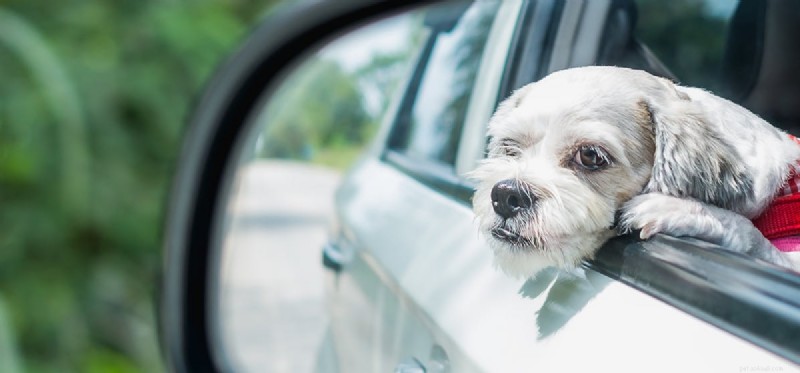 Les chiens peuvent-ils s identifier dans un miroir ?