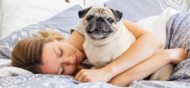 Kan hundar hjälpa dig att sova?