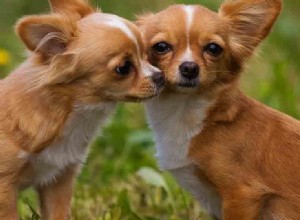 Umí psi líbat?