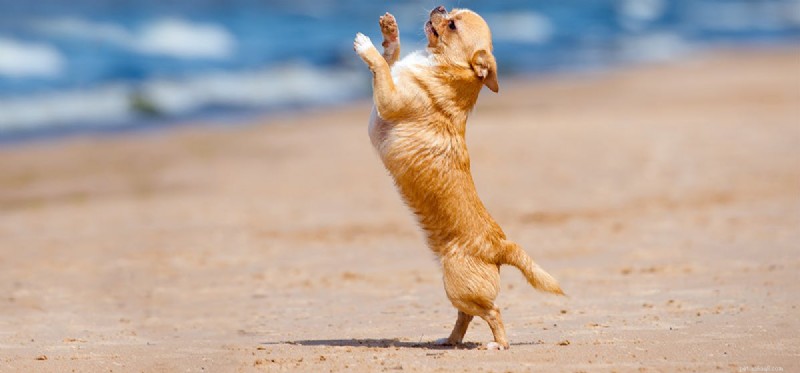 Les chiens peuvent-ils savoir jouer à la danse en levrette ?