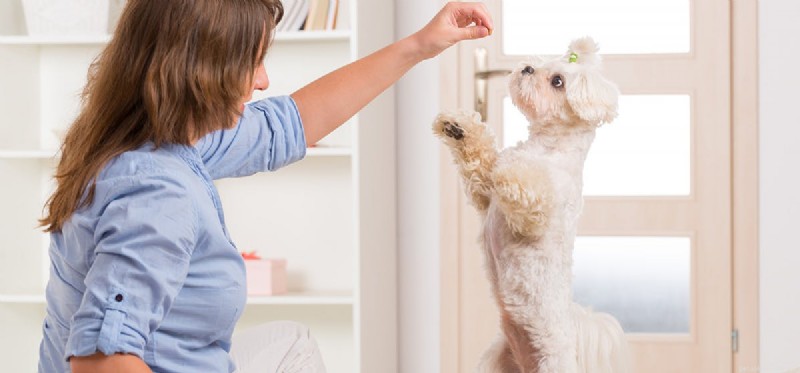 I cani possono sapere come giocare a pecorina?