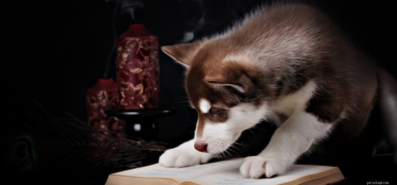 개는 읽는 법을 알 수 있습니까?