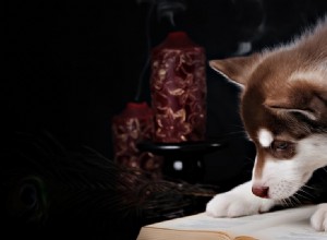 개는 읽는 법을 알 수 있습니까?
