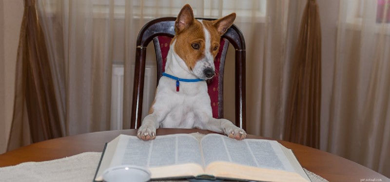 Kan hundar veta hur man läser?