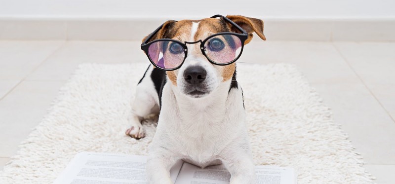 Les chiens peuvent-ils savoir lire ?