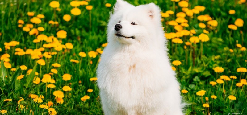 Os cães sabem sorrir?