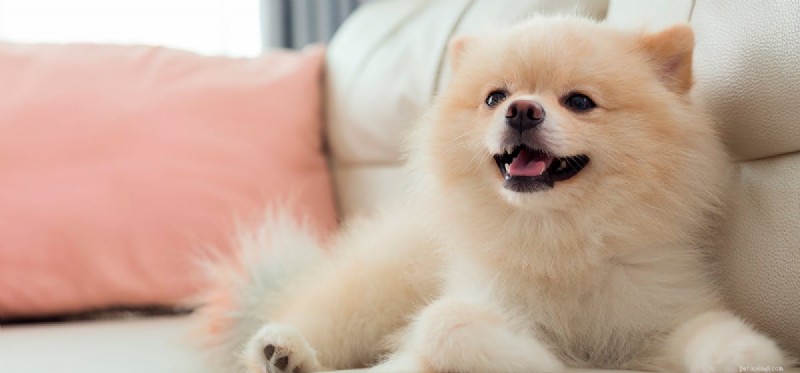 Les chiens peuvent-ils savoir sourire ?