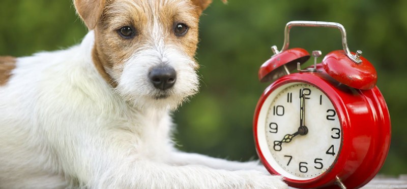 Kunnen honden de tijd kennen?