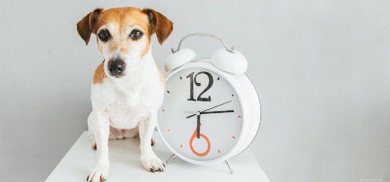 Kan hundar veta tiden?