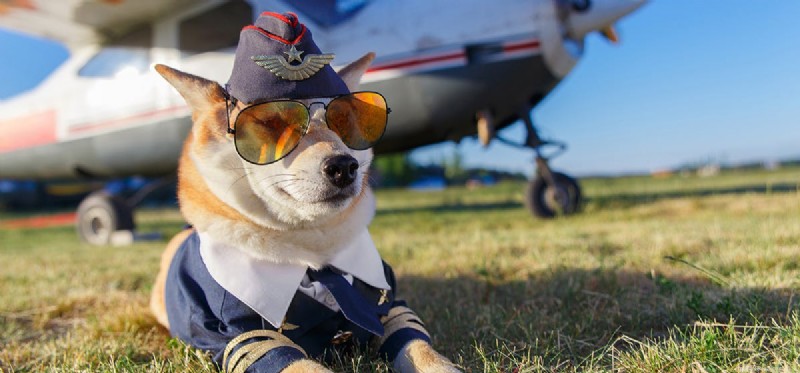 Les chiens peuvent-ils apprendre à voler ?