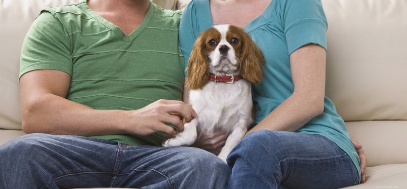 Les chiens peuvent-ils apprendre à parler ?