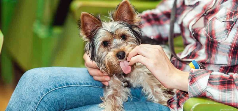 Os cães podem aprender a falar?