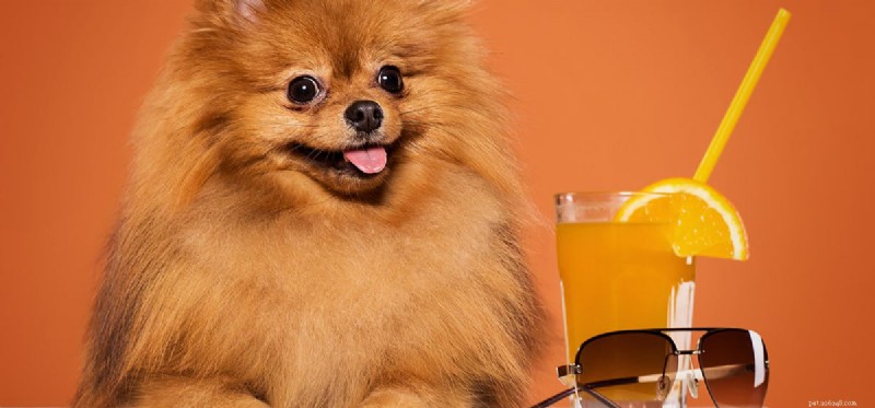 Můžou psi olizovat citrony?