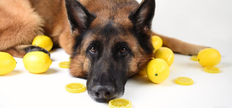 I cani possono leccare i limoni?