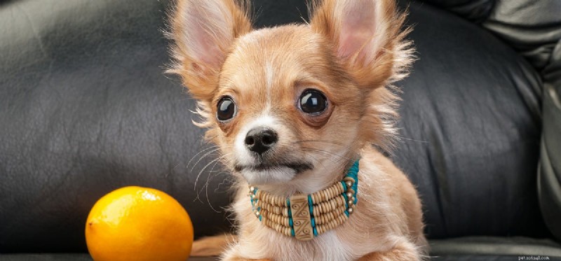 Kunnen honden citroenen likken?