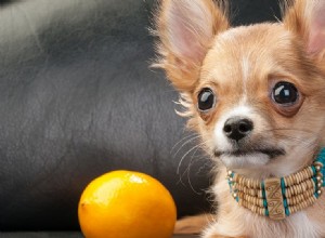 개가 레몬을 핥을 수 있습니까?