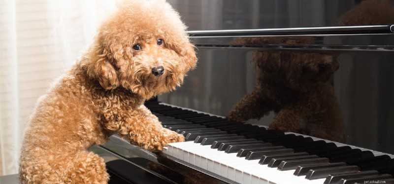 Můžou mít psi rádi hudbu?