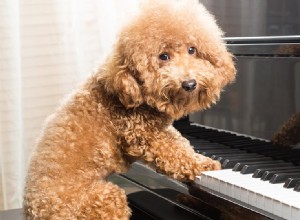 개가 음악을 좋아할 수 있습니까?