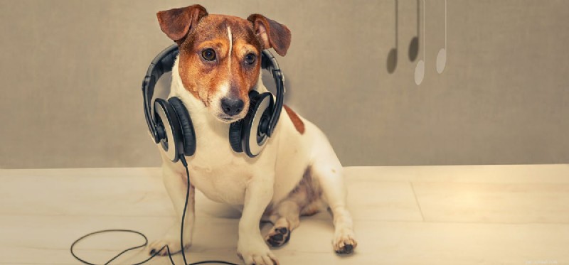 Můžou mít psi rádi hudbu?