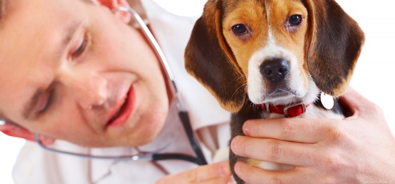 Os cães podem ter uma vida normal com diabetes?