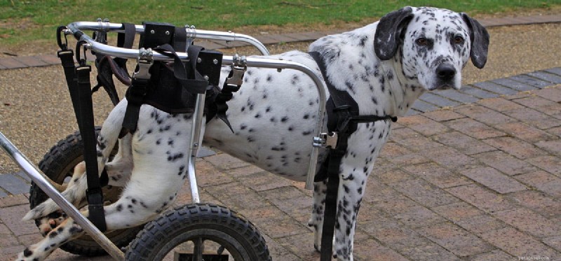 Les chiens peuvent-ils mener une vie normale avec une dysplasie de la hanche ?