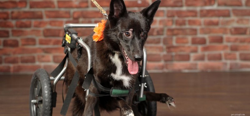 Могут ли собаки жить нормальной жизнью с дисплазией тазобедренного сустава?
