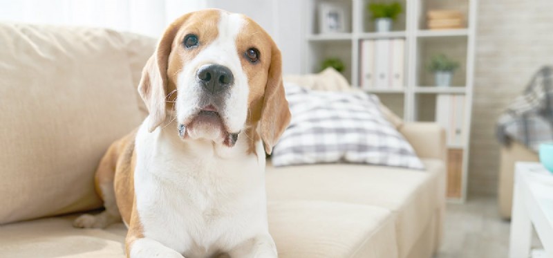 Kan hundar bo i lägenheter?