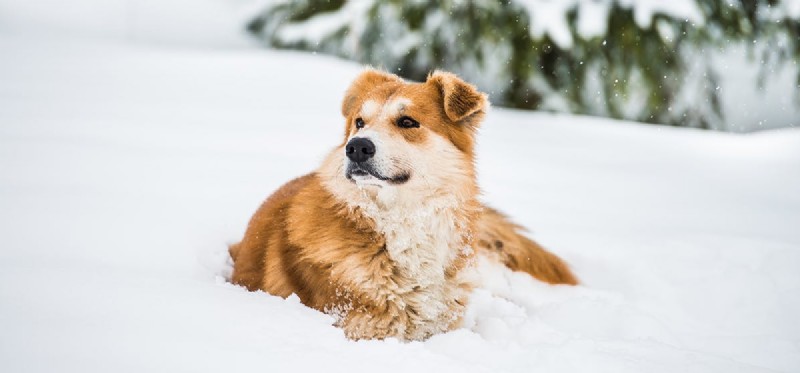Kan hundar leva i kallt väder?