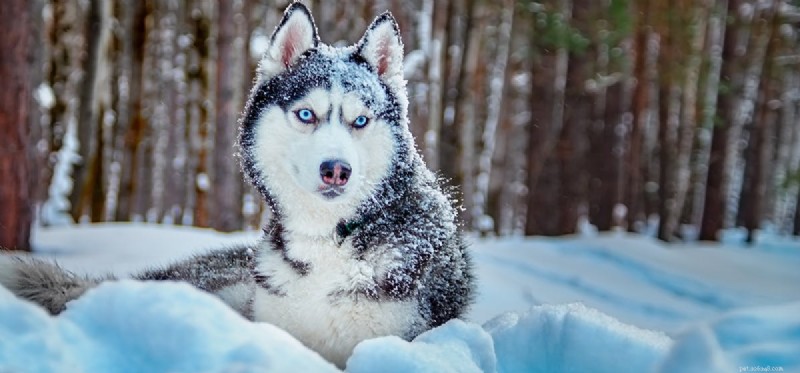 개는 추운 날씨에도 살 수 있습니까?
