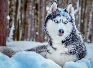 Můžou psi žít v chladném počasí?