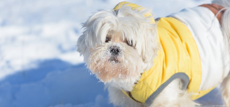 Kunnen honden bij koud weer leven?