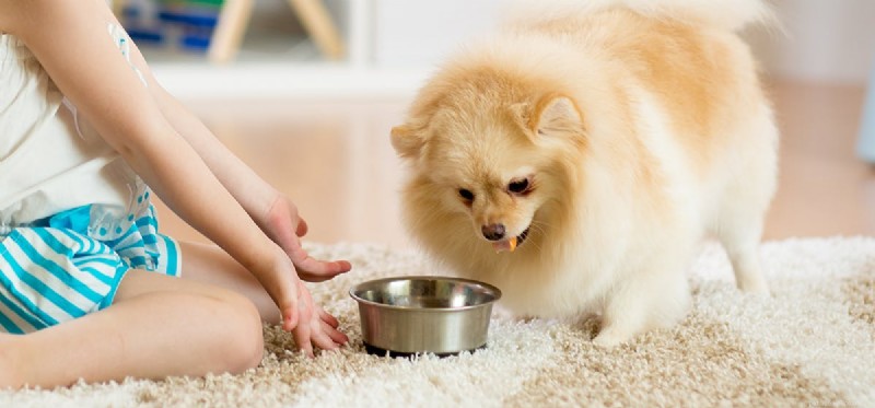 I cani possono vivere più a lungo mangiando cibo umano?