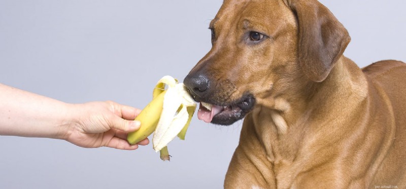 Kan hundar leva längre när de äter människomat?