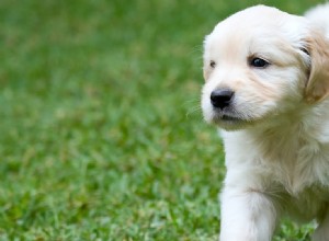 Mohou psi žít déle, když jsou kastrovaní?