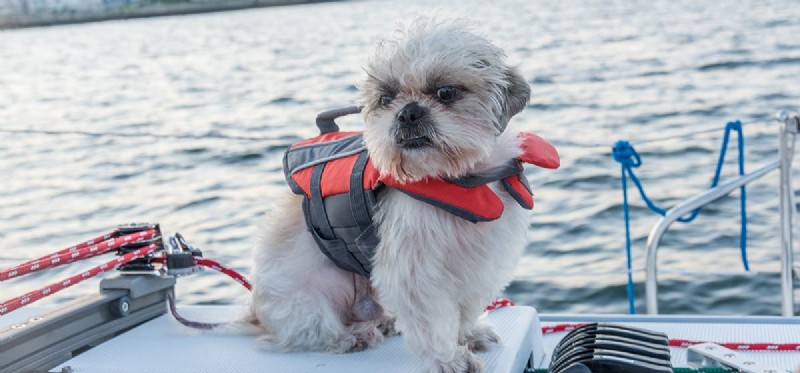 Kunnen honden op boten leven?