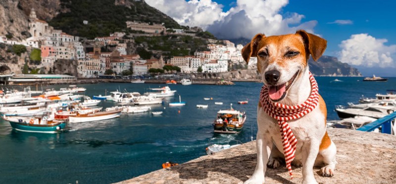 Os cães podem viver em barcos?