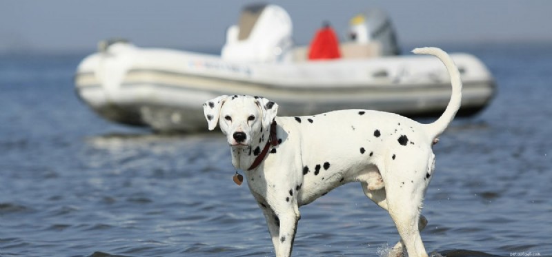 Os cães podem viver em barcos?