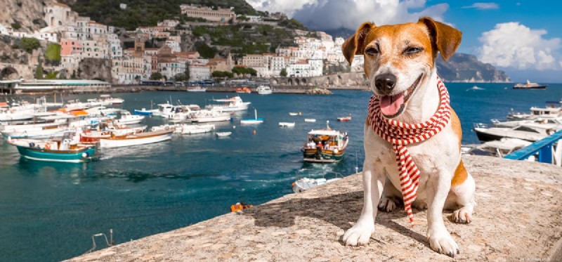 Os cães podem viver em veleiros?