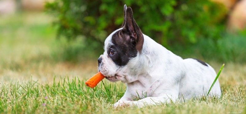 I cani possono vivere con la carne di coniglio?