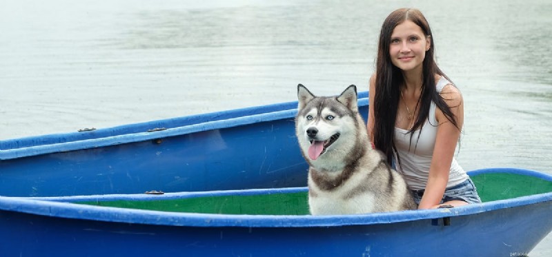 Os cães podem viver em veleiros?