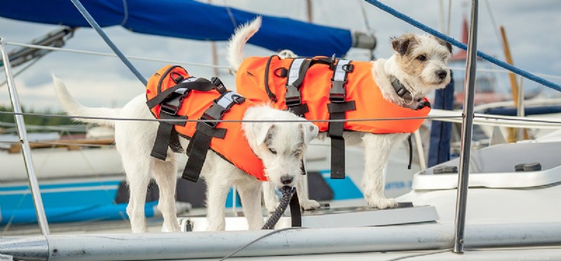Os cães podem viver em veleiros?
