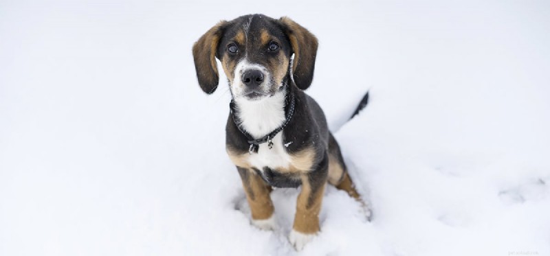 Os cães podem viver ao ar livre no inverno?