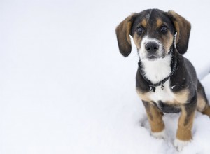 개는 겨울에 밖에서 살 수 있습니까?
