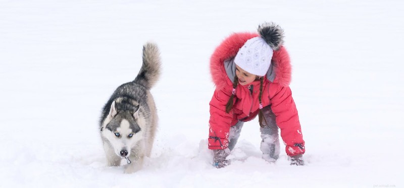 Les chiens peuvent-ils vivre dehors en hiver ?