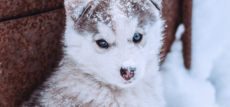 Kan hundar leva ute på vintern?