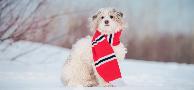 Kunnen honden in de winter buiten leven?