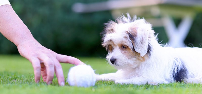 Kan hundar leva genom valpsjuka?